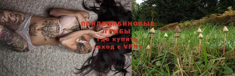 Галлюциногенные грибы Psilocybe  наркота  Красновишерск 